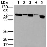 NELFA Antibody from Signalway Antibody (43591) - Antibodies.com