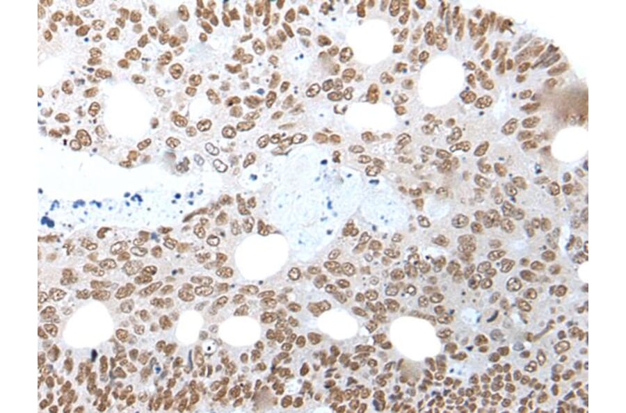 NELFA Antibody from Signalway Antibody (43591) - Antibodies.com