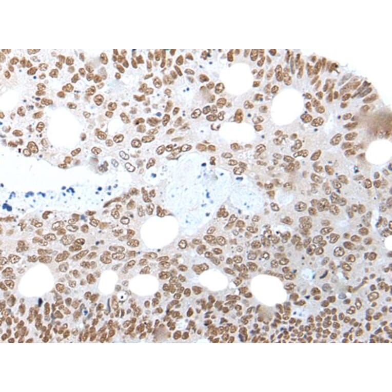NELFA Antibody from Signalway Antibody (43591) - Antibodies.com