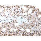 NELFA Antibody from Signalway Antibody (43591) - Antibodies.com