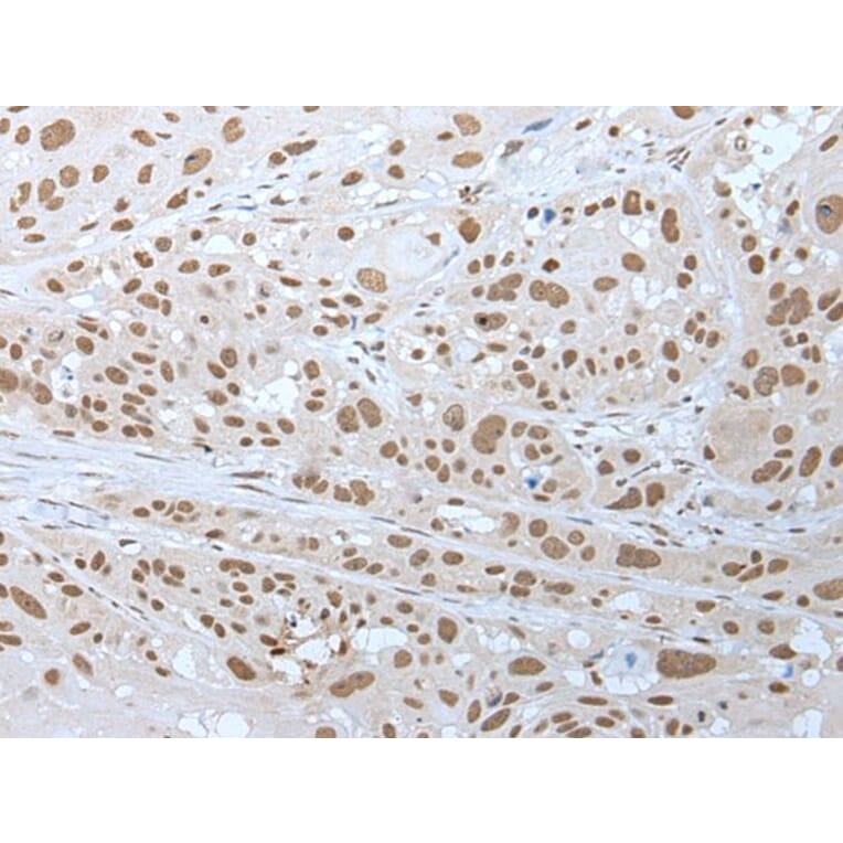 NELFA Antibody from Signalway Antibody (43591) - Antibodies.com