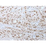 NELFA Antibody from Signalway Antibody (43591) - Antibodies.com