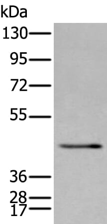 Gel: 8% SDS-PAGE Lysate: 40 &#956;g, Lane: NIH/3T3 cell lysate, Primary antibody: SPAG4 antibody at dilution 1/400 dilution, Secondary antibody: Goat anti rabbit IgG at 1/8000 dilution, Exposure time: 5 minutes
