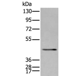 SPAG4 Antibody from Signalway Antibody (43626) - Antibodies.com