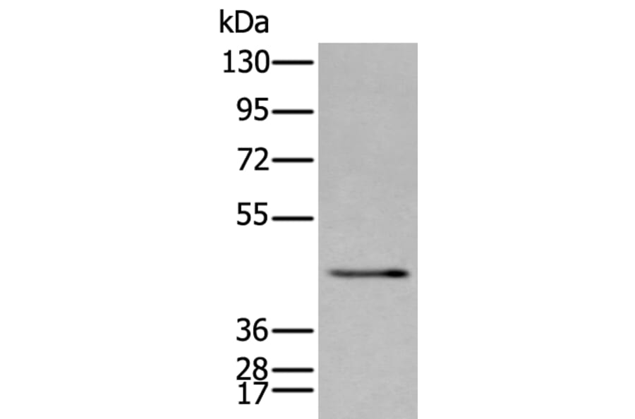 SPAG4 Antibody from Signalway Antibody (43626) - Antibodies.com