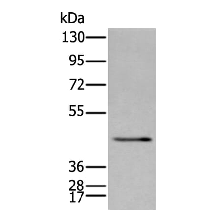 SPAG4 Antibody from Signalway Antibody (43626) - Antibodies.com