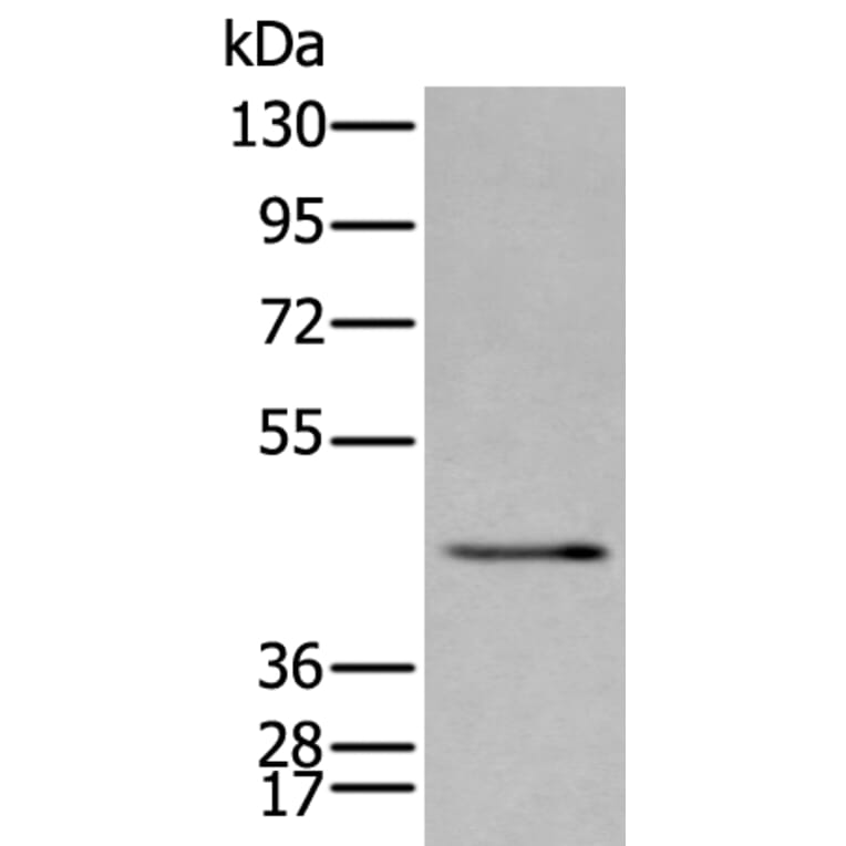 SPAG4 Antibody from Signalway Antibody (43626) - Antibodies.com