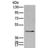 SPAG4 Antibody from Signalway Antibody (43626) - Antibodies.com