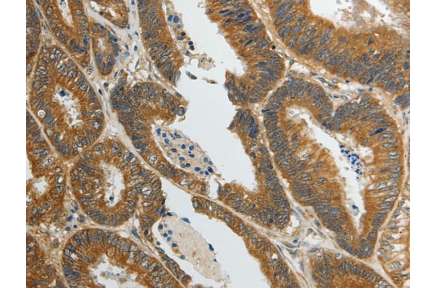 SPAG4 Antibody from Signalway Antibody (43626) - Antibodies.com