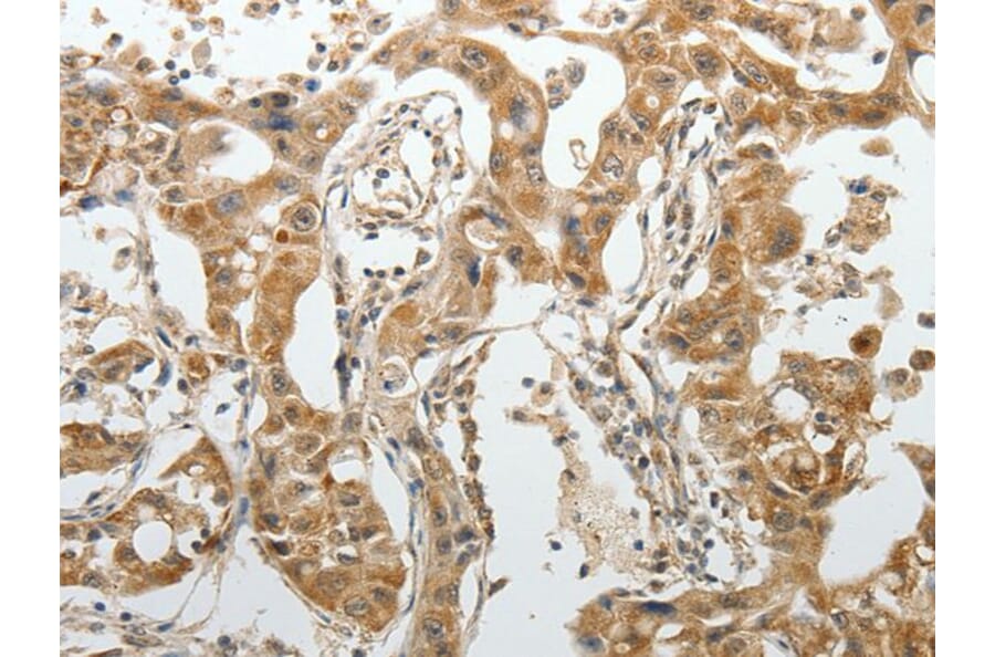 SPAG4 Antibody from Signalway Antibody (43626) - Antibodies.com