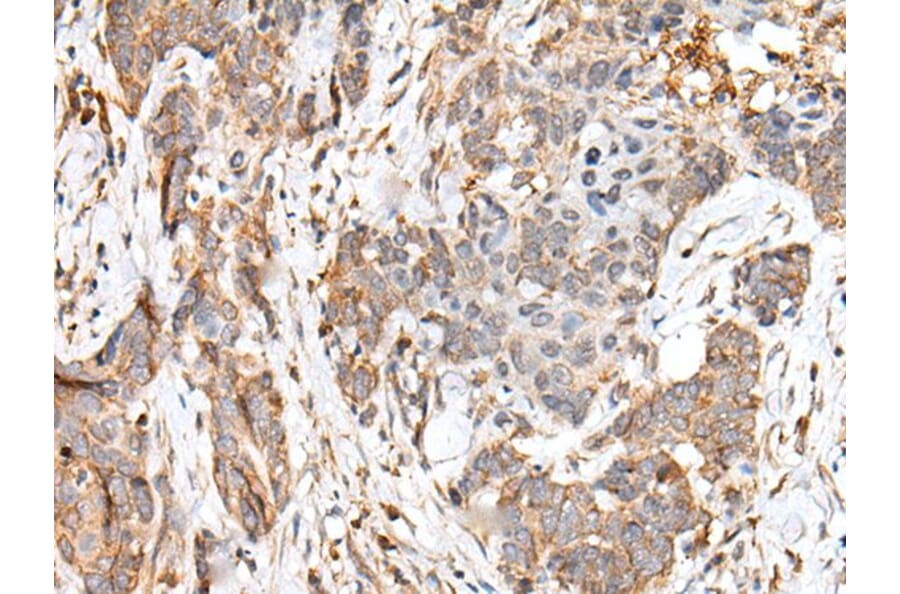 HOXB6 Antibody from Signalway Antibody (43686) - Antibodies.com