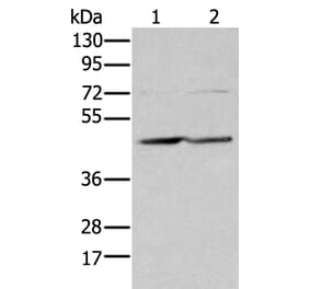 EFNB3 Antibody from Signalway Antibody (43704) - Antibodies.com