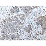 EFNB3 Antibody from Signalway Antibody (43704) - Antibodies.com