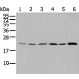 DUSP3 Antibody from Signalway Antibody (43721) - Antibodies.com