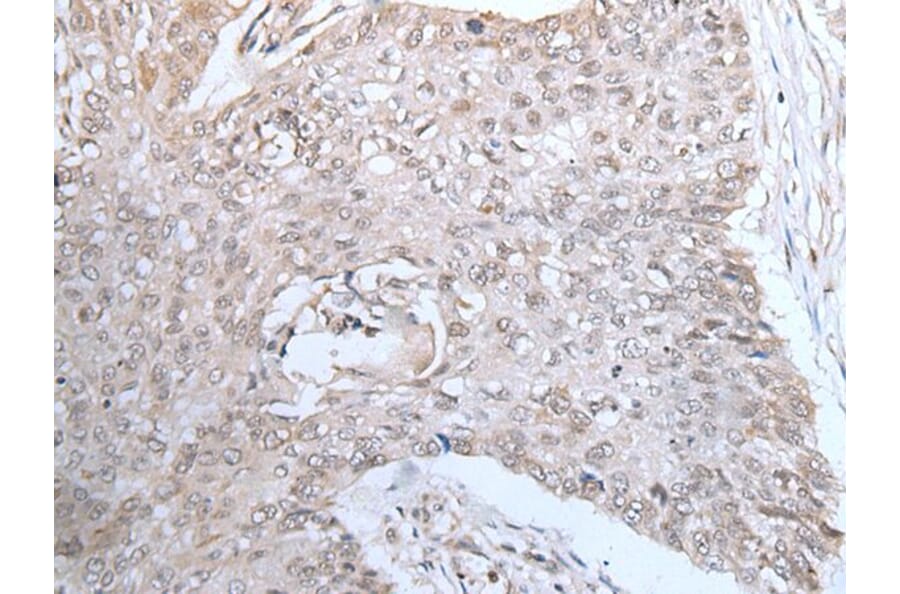 DUSP3 Antibody from Signalway Antibody (43721) - Antibodies.com