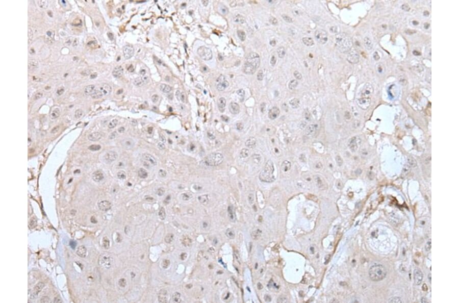 DUSP3 Antibody from Signalway Antibody (43721) - Antibodies.com