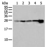 HSPB1 Antibody from Signalway Antibody (43733) - Antibodies.com