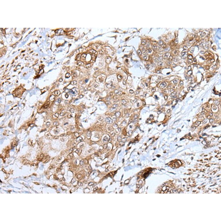 HSPB1 Antibody from Signalway Antibody (43733) - Antibodies.com