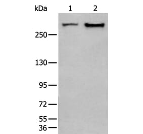 SPTA1 Antibody from Signalway Antibody (43755) - Antibodies.com