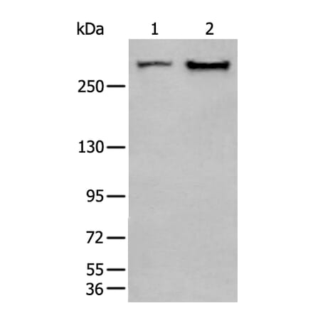 SPTA1 Antibody from Signalway Antibody (43755) - Antibodies.com