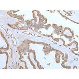 SPTA1 Antibody from Signalway Antibody (43755) - Antibodies.com