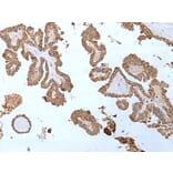 ABHD6 Antibody from Signalway Antibody (43758) - Antibodies.com