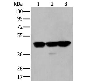 PLAG1 Antibody from Signalway Antibody (43767) - Antibodies.com