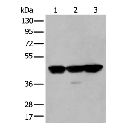 PLAG1 Antibody from Signalway Antibody (43767) - Antibodies.com