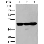 PLAG1 Antibody from Signalway Antibody (43767) - Antibodies.com