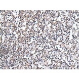 PLAG1 Antibody from Signalway Antibody (43767) - Antibodies.com