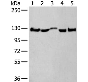 CNTN1 Antibody from Signalway Antibody (43782) - Antibodies.com