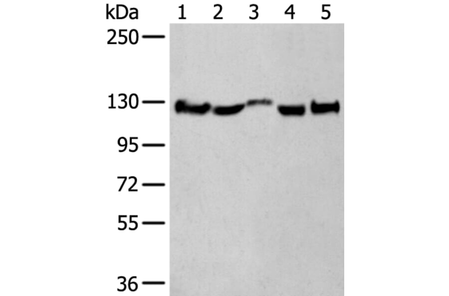 CNTN1 Antibody from Signalway Antibody (43782) - Antibodies.com