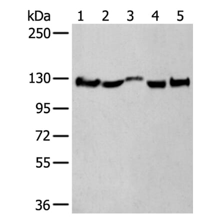 CNTN1 Antibody from Signalway Antibody (43782) - Antibodies.com