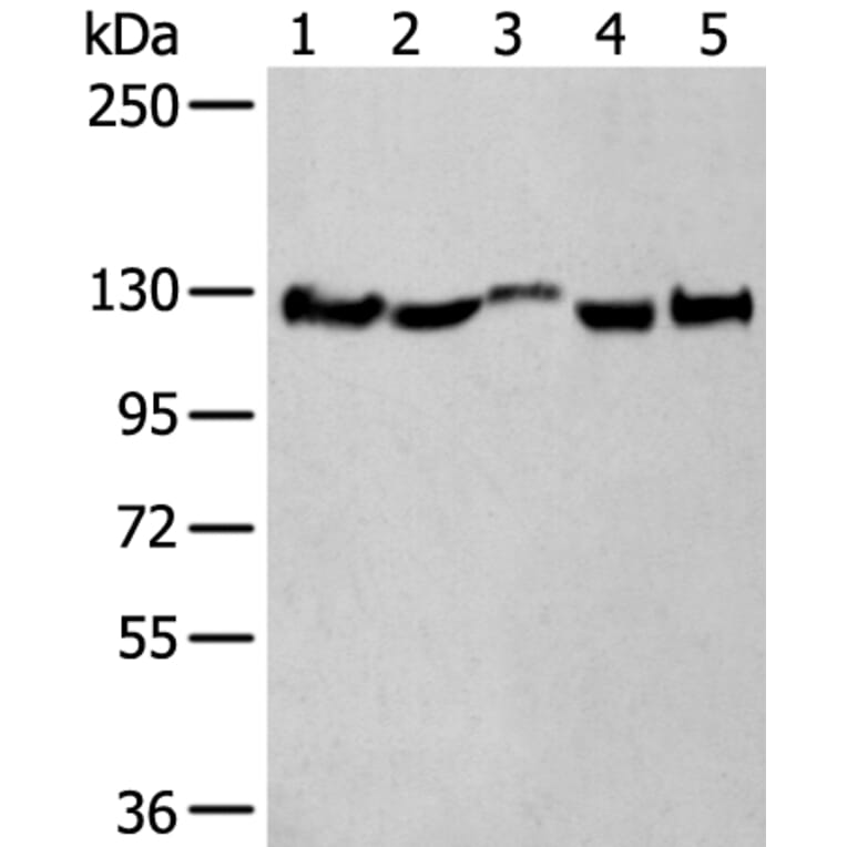 CNTN1 Antibody from Signalway Antibody (43782) - Antibodies.com