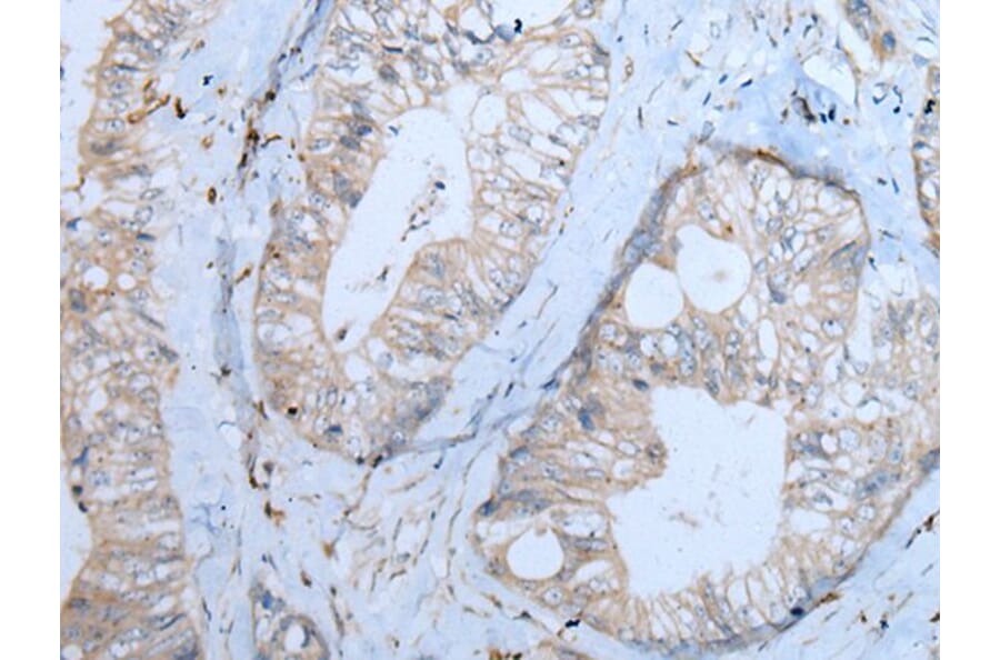 CNTN1 Antibody from Signalway Antibody (43782) - Antibodies.com