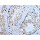 CNTN1 Antibody from Signalway Antibody (43782) - Antibodies.com