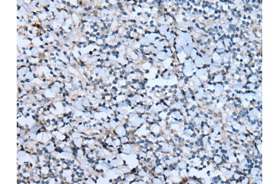 CNTN1 Antibody from Signalway Antibody (43782) - Antibodies.com