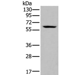 ZNF76 Antibody from Signalway Antibody (43789) - Antibodies.com