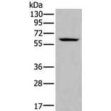 ZNF76 Antibody from Signalway Antibody (43789) - Antibodies.com