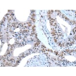 ZNF76 Antibody from Signalway Antibody (43789) - Antibodies.com