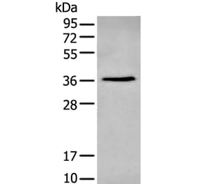 NHEJ1 Antibody from Signalway Antibody (43802) - Antibodies.com