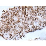 NHEJ1 Antibody from Signalway Antibody (43802) - Antibodies.com