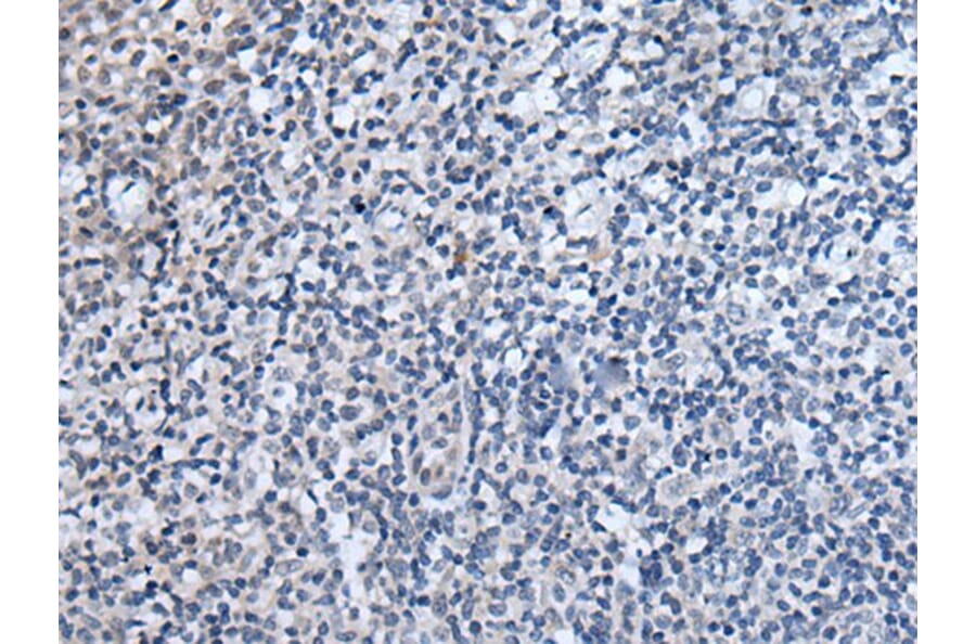 WIPF2 Antibody from Signalway Antibody (43812) - Antibodies.com