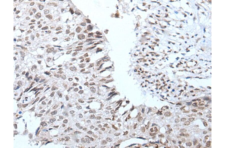 WIPF2 Antibody from Signalway Antibody (43812) - Antibodies.com