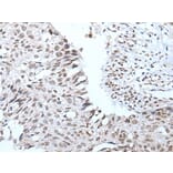 WIPF2 Antibody from Signalway Antibody (43812) - Antibodies.com