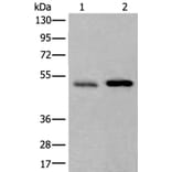 WIPI2 Antibody from Signalway Antibody (43814) - Antibodies.com