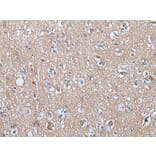 WIPI2 Antibody from Signalway Antibody (43814) - Antibodies.com