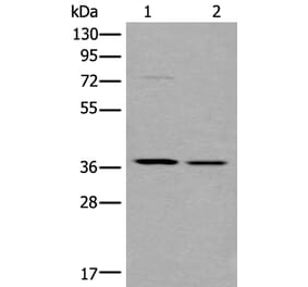 WNT9B Antibody from Signalway Antibody (43817) - Antibodies.com