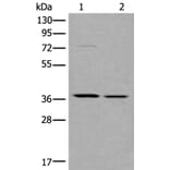 WNT9B Antibody from Signalway Antibody (43817) - Antibodies.com