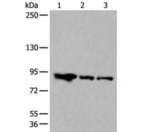 VPS35 Antibody from Signalway Antibody (43824) - Antibodies.com